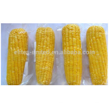 De largo plazo de alta calidad de suministro congelado iqf maíz dulce mazorca